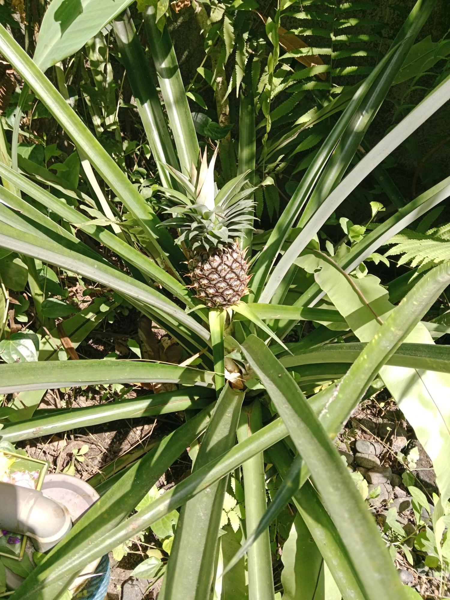 فندق Sunrise Coconut House أوبود المظهر الخارجي الصورة